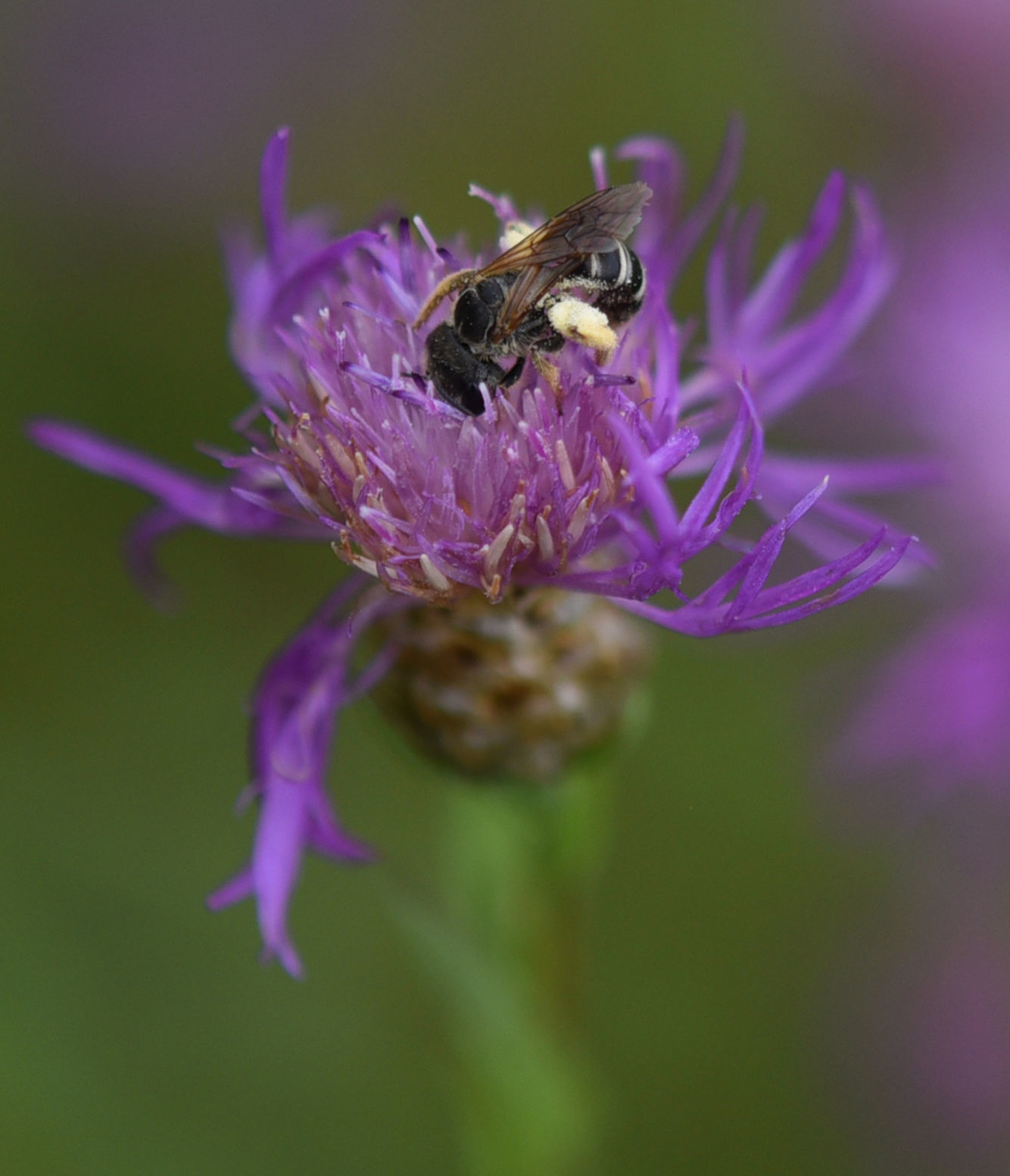 Pollinators